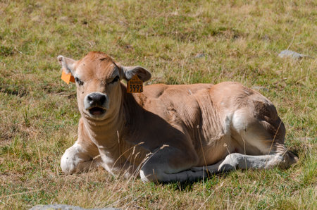 Calves sucking the milk from the cow in the Piedmont pastures in Italyの写真素材