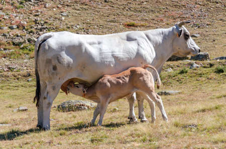 Calves sucking the milk from the cow in the Piedmont pastures in Italyの写真素材