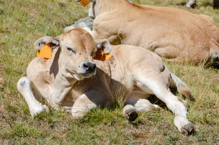 Calves sucking the milk from the cow in the Piedmont pastures in Italyの写真素材