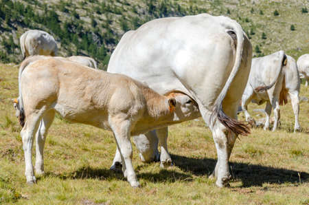 Calves sucking the milk from the cow in the Piedmont pastures in Italyの写真素材
