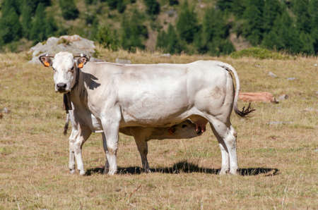 Calves sucking the milk from the cow in the Piedmont pastures in Italyの写真素材