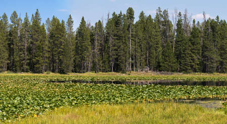 panorama of swan lake in teton national park in Wyomingの写真素材