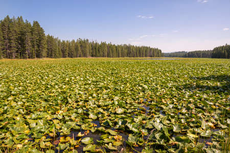 panorama of swan lake in teton national park in Wyomingの写真素材