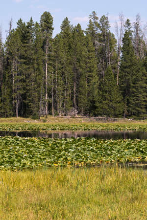 panorama of swan lake in teton national park in Wyoming