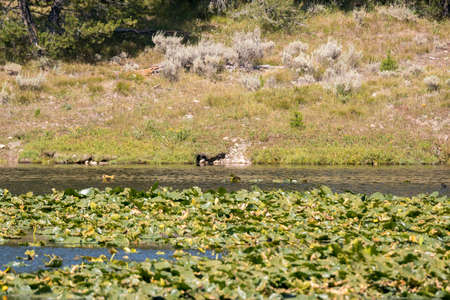 beaver's den on swan lake in teton national park in Wyomingの写真素材