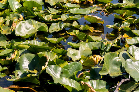 beaver's den on swan lake in teton national park in Wyomingの写真素材