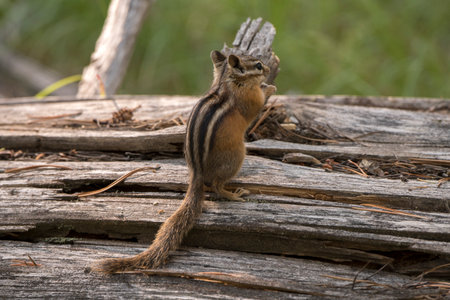 squirrel on a branch around swan lake in teton national park in Wyomingの写真素材
