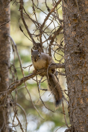 squirrel on a branch around swan lake in teton national park in Wyomingの写真素材