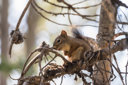 squirrel on a branch around swan lake in teton national park in Wyomingの写真素材