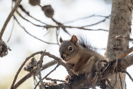 squirrel on a branch around swan lake in teton national park in Wyomingの写真素材