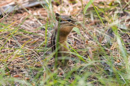 squirrel on a branch around swan lake in teton national park in Wyomingの写真素材