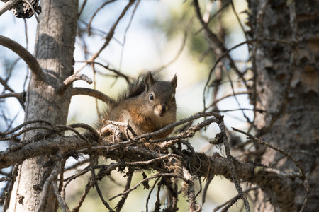 squirrel on a branch around swan lake in teton national park in Wyomingの写真素材