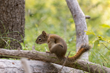 squirrel on a branch around swan lake in teton national park in Wyomingの写真素材