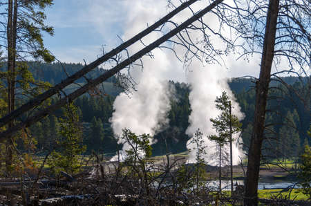 trees, river, Geyser and hot spring in old faithful basin in Yellowstone National Park in Wyomingの写真素材