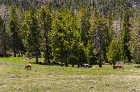 trees, river, Geyser and hot spring in old faithful basin in Yellowstone National Park in Wyomingの写真素材