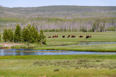 trees, river, Geyser and hot spring in old faithful basin in Yellowstone National Park in Wyomingの写真素材