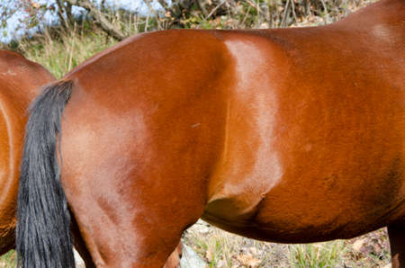 horse on a meadow in Praglia plateau in Liguria in Italyの写真素材