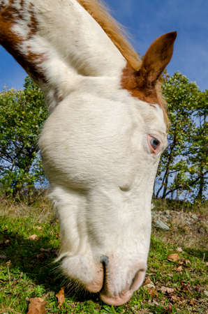 horse on a meadow in Praglia plateau in Liguria in Italyの写真素材