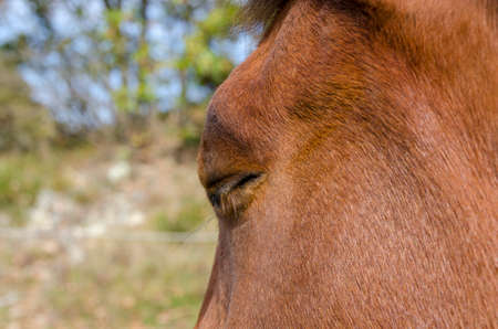 horse on a meadow in Praglia plateau in Liguria in Italyの写真素材