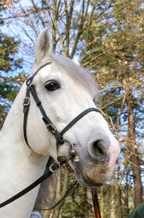 horse on a meadow in Praglia plateau in Liguria in Italyの写真素材