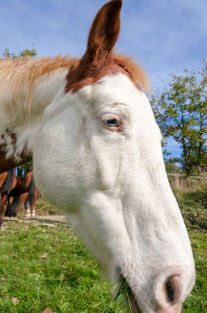 horse on a meadow in Praglia plateau in Liguria in Italyの写真素材