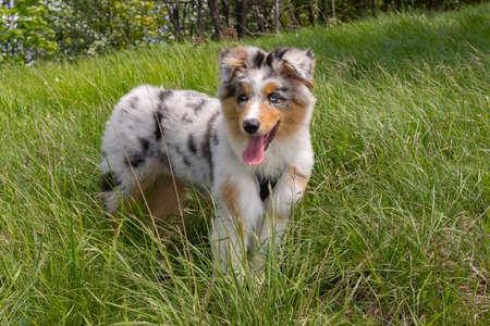 blue merle Australian shepherd puppy dog on the meadow of the meadow of daffodils in Liguria in Italyの写真素材