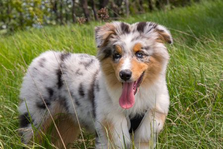 blue merle Australian shepherd puppy dog on the meadow of the meadow of daffodils in Liguria in Italyの写真素材