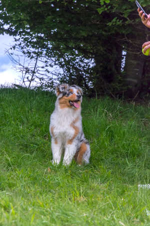 blue merle Australian shepherd puppy dog on the meadow of the meadow of daffodils in Liguria in Italyの写真素材