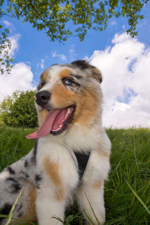 blue merle Australian shepherd puppy dog on the meadow of the meadow of daffodils in Liguria in Italyの写真素材