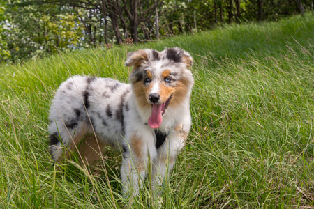 blue merle Australian shepherd puppy dog on the meadow of the meadow of daffodils in Liguria in Italyの写真素材