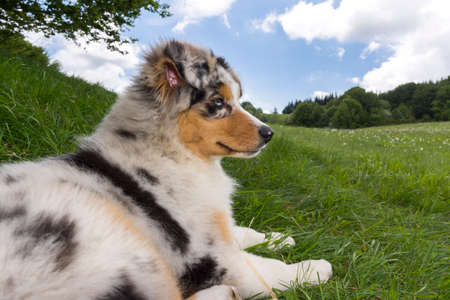 blue merle Australian shepherd puppy dog on the meadow of the meadow of daffodils in Liguria in Italyの写真素材
