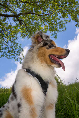 blue merle Australian shepherd puppy dog on the meadow of the meadow of daffodils in Liguria in Italyの写真素材