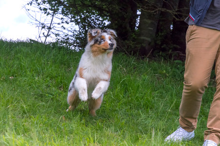 blue merle Australian shepherd puppy dog on the meadow of the meadow of daffodils in Liguria in Italyの写真素材