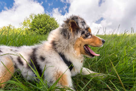 blue merle Australian shepherd puppy dog on the meadow of the meadow of daffodils in Liguria in Italyの写真素材