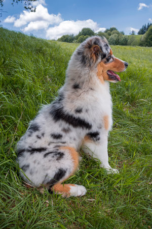 blue merle Australian shepherd puppy dog on the meadow of the meadow of daffodils in Liguria in Italyの写真素材