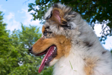 blue merle Australian shepherd puppy dog on the meadow of the meadow of daffodils in Liguria in Italyの写真素材