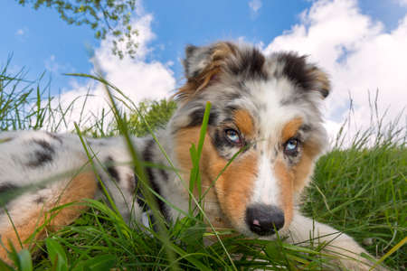 blue merle Australian shepherd puppy dog on the meadow of the meadow of daffodils in Liguria in Italyの写真素材