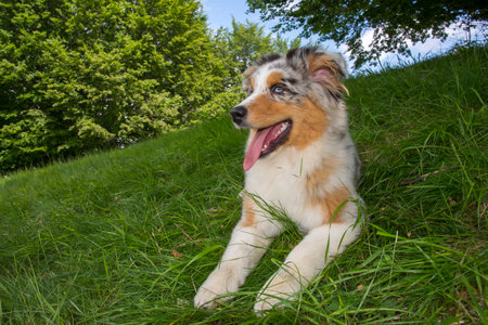 blue merle Australian shepherd puppy dog on the meadow of the meadow of daffodils in Liguria in Italyの写真素材