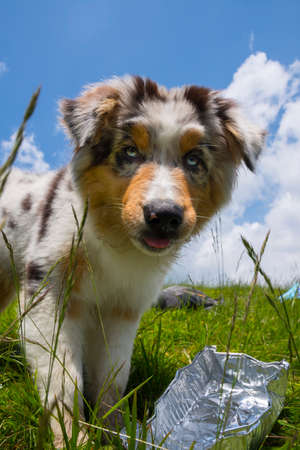 blue merle Australian shepherd puppy dog on the meadow of the meadow of daffodils in Liguria in Italyの写真素材