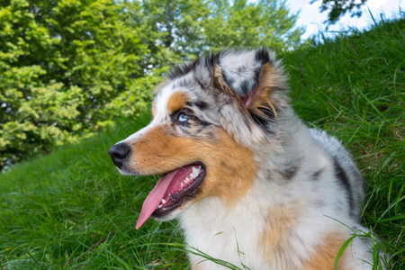 blue merle Australian shepherd puppy dog on the meadow of the meadow of daffodils in Liguria in Italyの写真素材