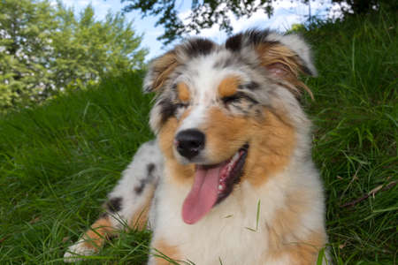 blue merle Australian shepherd puppy dog on the meadow of the meadow of daffodils in Liguria in Italyの写真素材