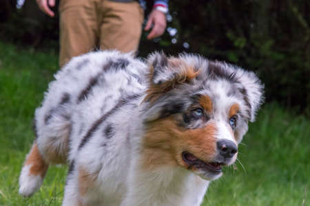blue merle Australian shepherd puppy dog on the meadow of the meadow of daffodils in Liguria in Italyの写真素材