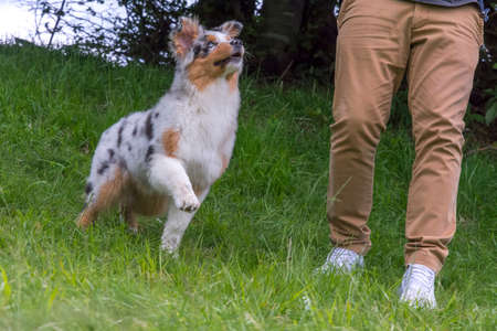 blue merle Australian shepherd puppy dog on the meadow of the meadow of daffodils in Liguria in Italyの写真素材