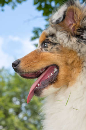 blue merle Australian shepherd puppy dog on the meadow of the meadow of daffodils in Liguria in Italyの写真素材