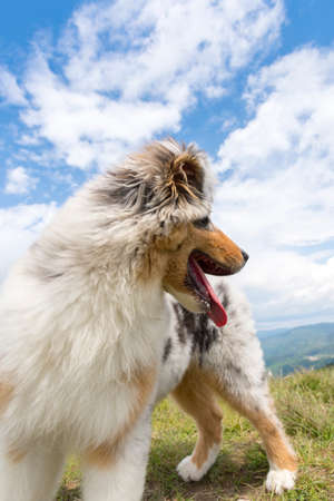 blue merle Australian shepherd puppy dog on the meadow of the meadow of daffodils in Liguria in Italyの写真素材