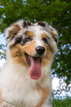 blue merle Australian shepherd puppy dog on the meadow of the meadow of daffodils in Liguria in Italyの写真素材