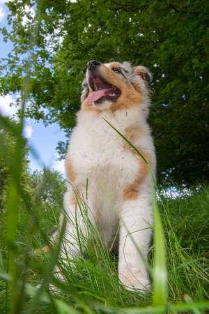 blue merle Australian shepherd puppy dog on the meadow of the meadow of daffodils in Liguria in Italyの写真素材