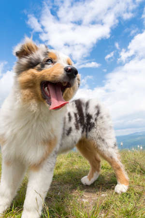 blue merle Australian shepherd puppy dog on the meadow of the meadow of daffodils in Liguria in Italyの写真素材