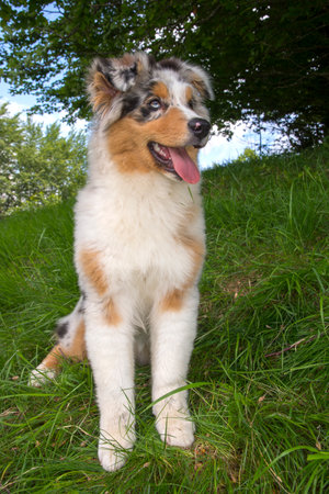 blue merle Australian shepherd puppy dog on the meadow of the meadow of daffodils in Liguria in Italyの写真素材