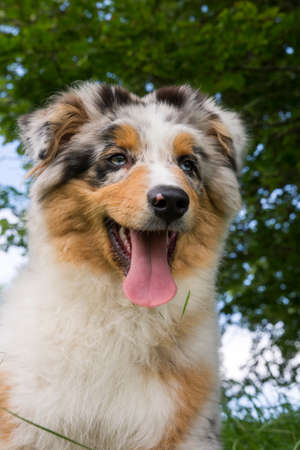 blue merle Australian shepherd puppy dog on the meadow of the meadow of daffodils in Liguria in Italyの写真素材